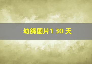 幼鸽图片1 30 天